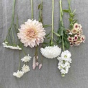 Mix Ivory Symphony 6x flowerseeds
