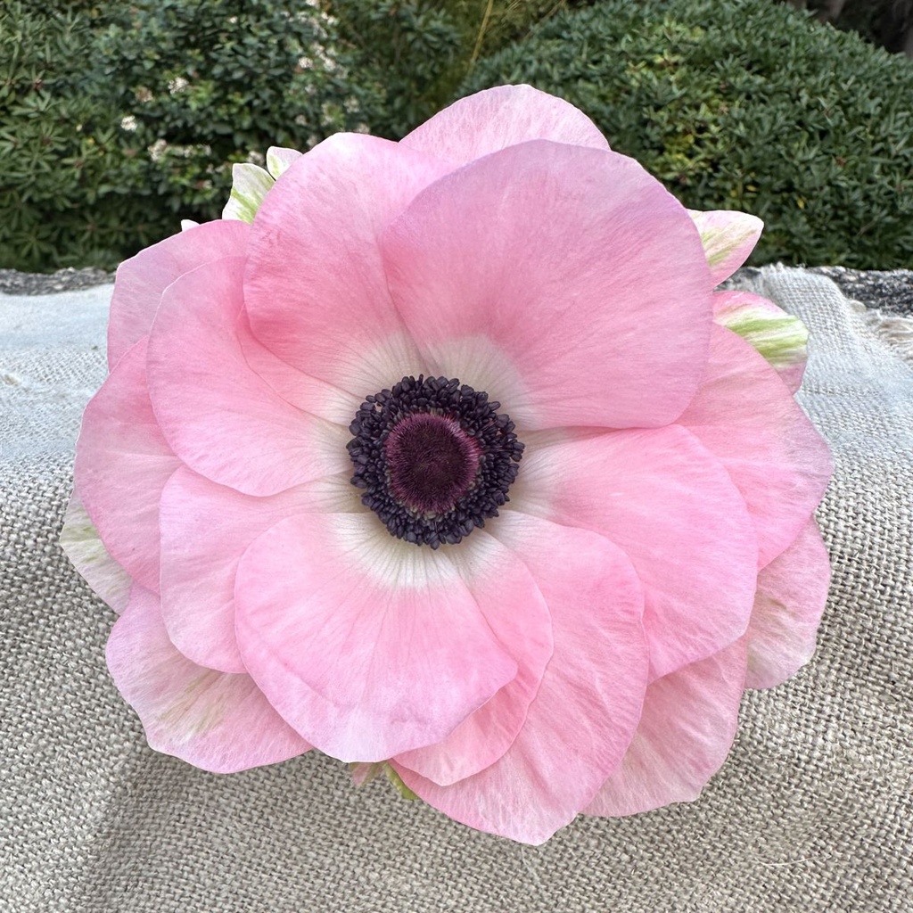 Anemone Mistral Rosa Chiaro