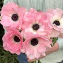 Anemone Mistral Rosa Chiaro