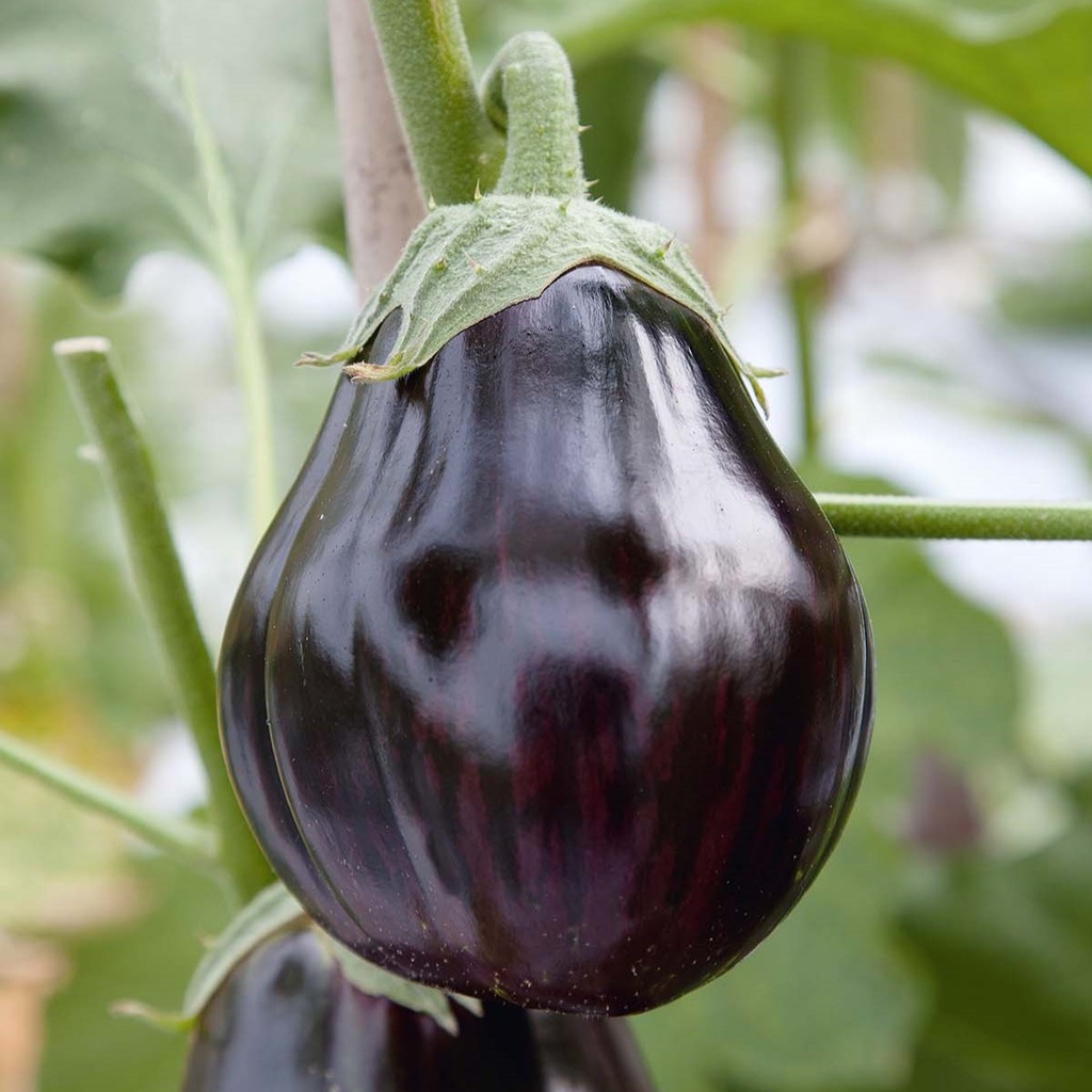 Aubergine Black beauty