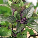 Kaneelbasilicum