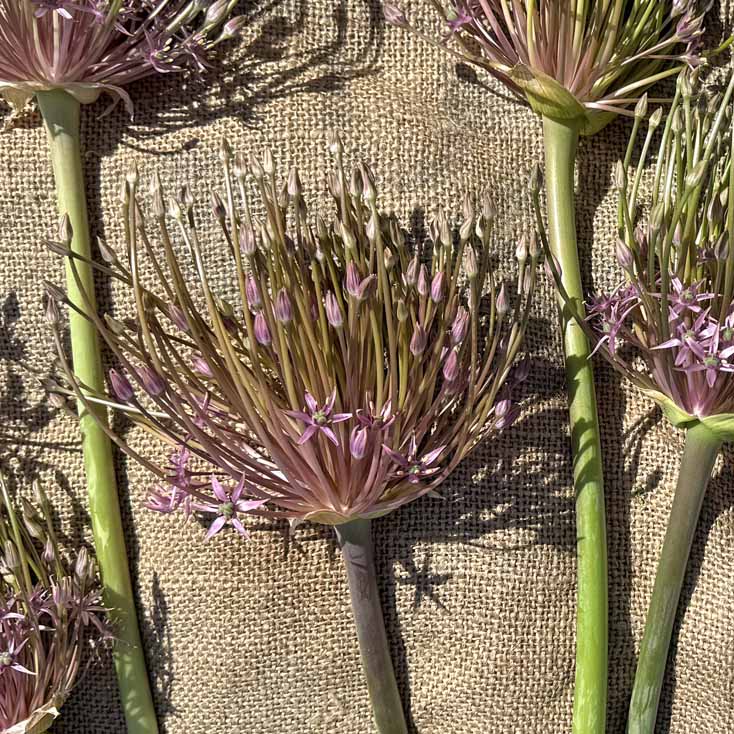 Allium Schubertii
