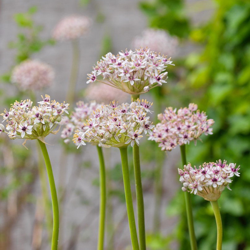 Allium Silver Spring