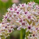 Allium Silver Spring