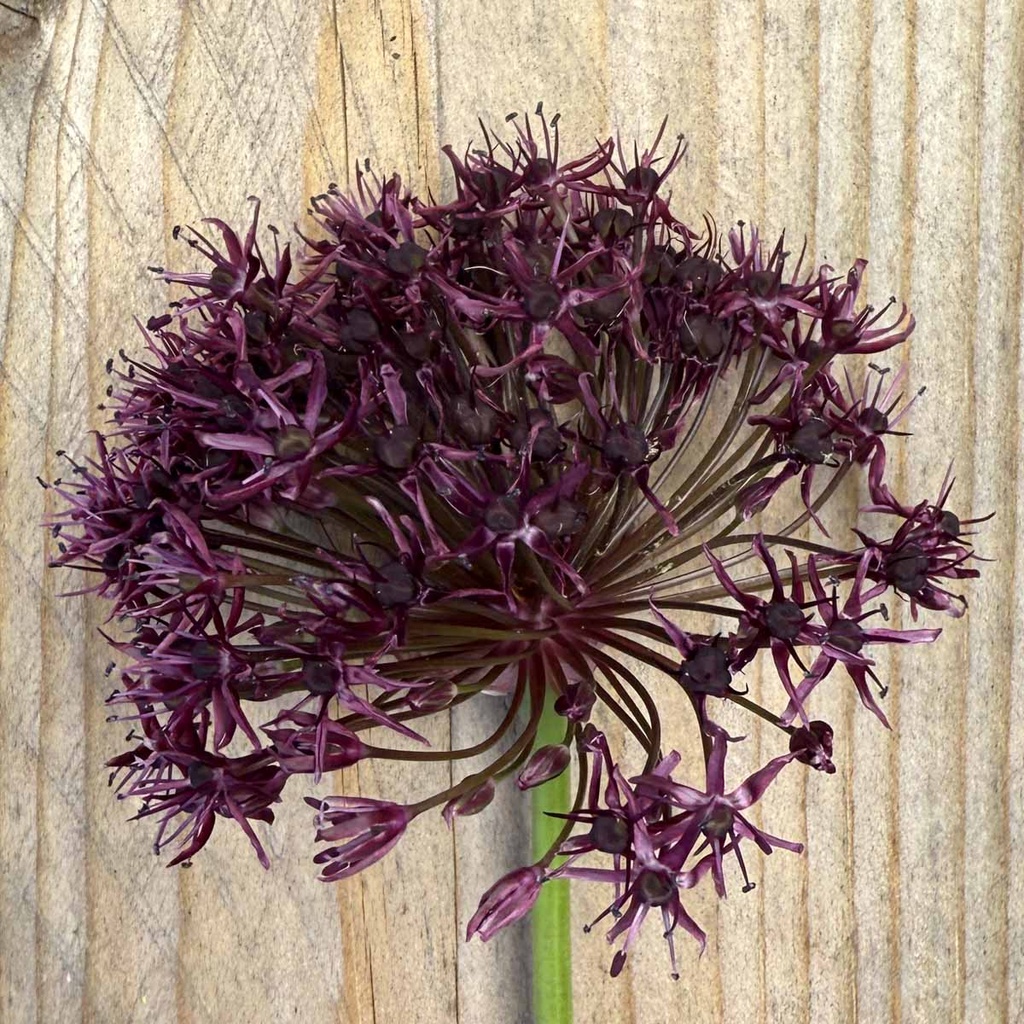 Allium Magic
