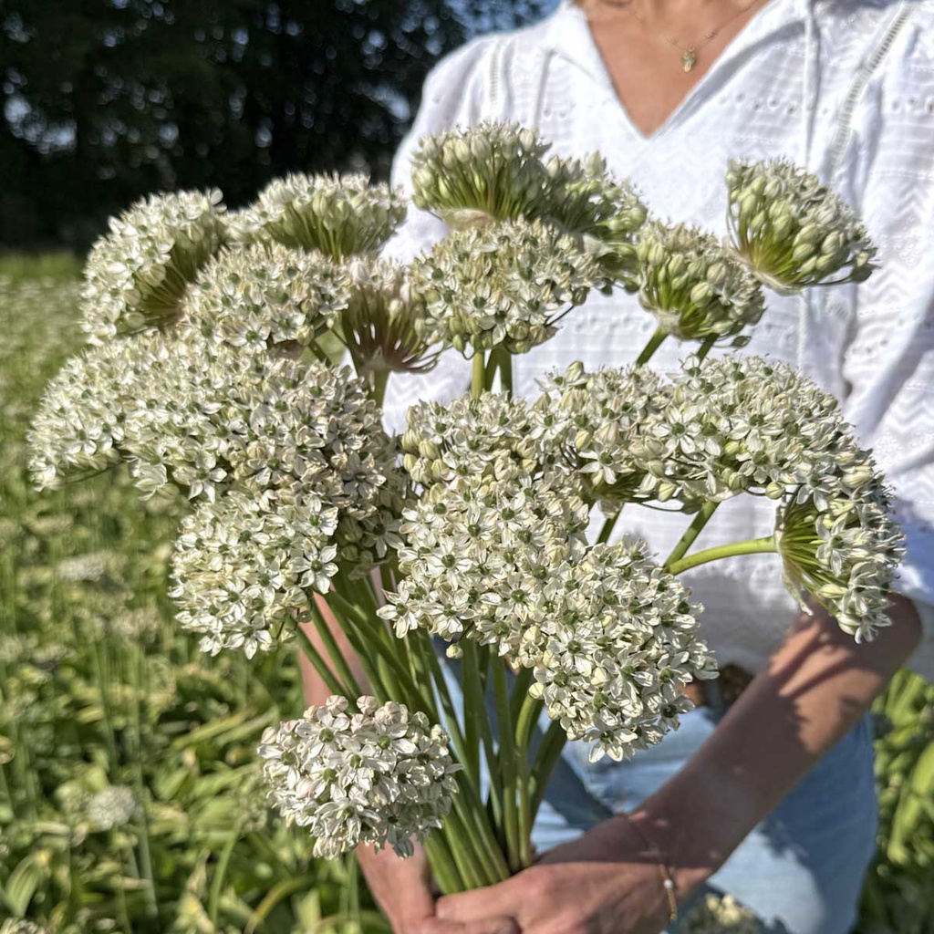 Allium Nigrum
