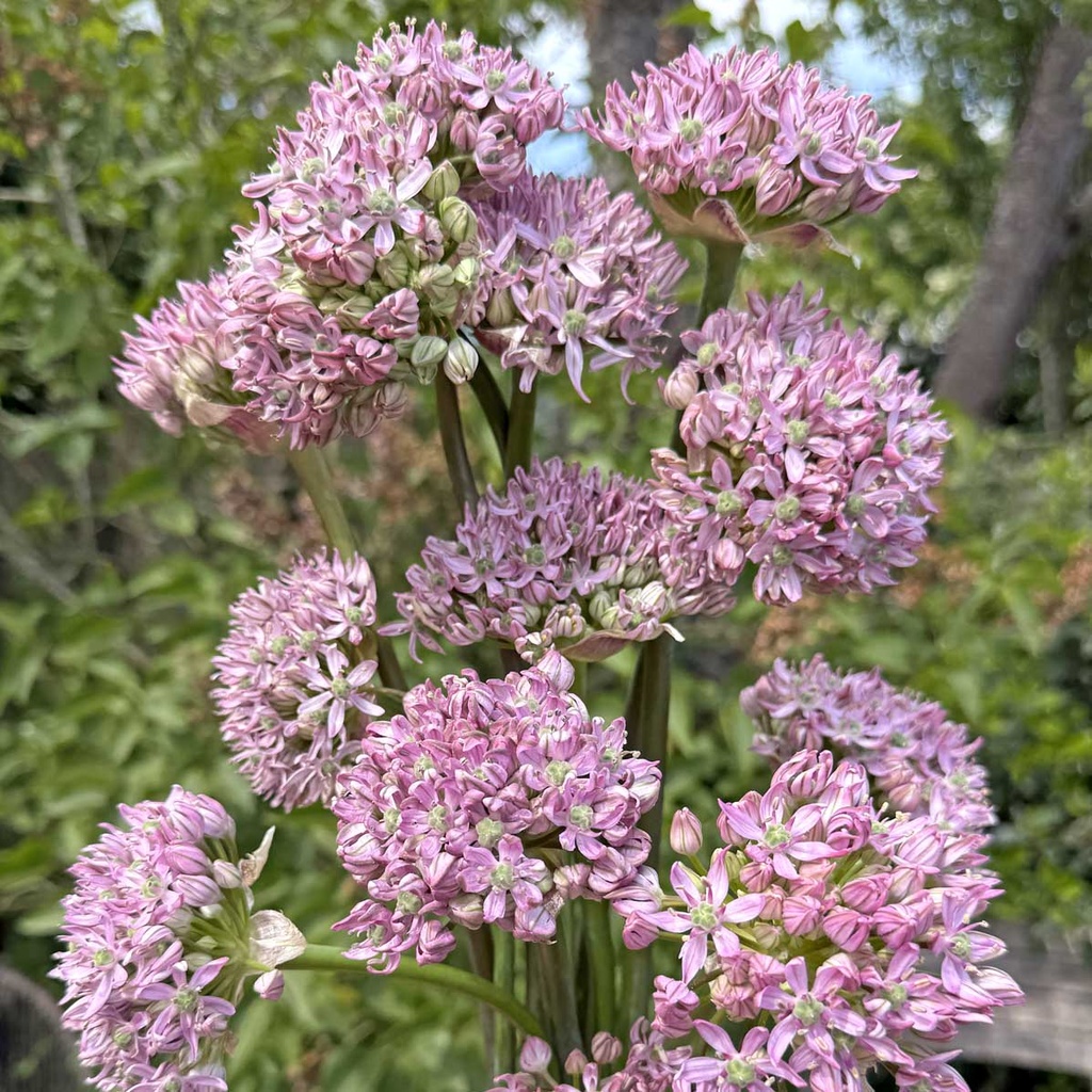 Allium Pink Jewel