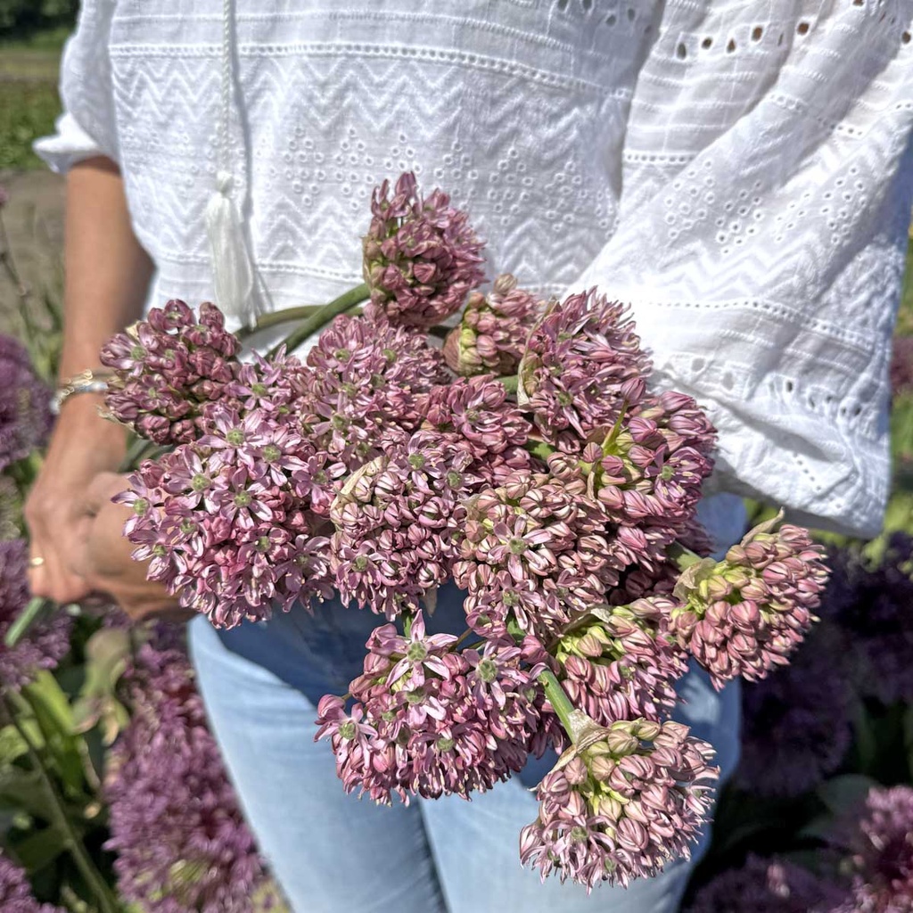 Allium Pink Jewel
