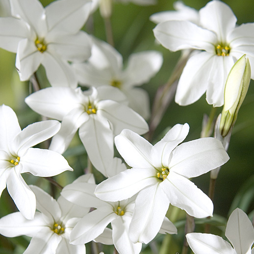 Ipheion Alberto Castillo