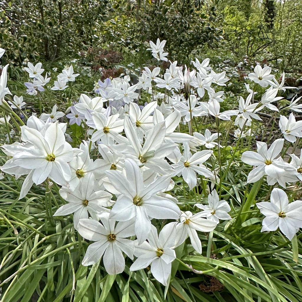 Ipheion Alberto Castillo