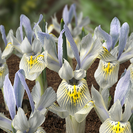 Iris Katharine Hodgkin
