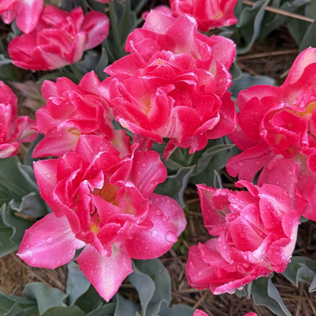 Pink Delight