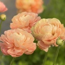 Ranonkels Cloni Succes Grand Pastel®