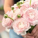 Ranonkels Cloni Succes Lady®