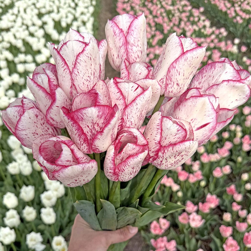 Pink Frost