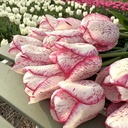 Pink Frost