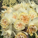Narcissus Petit Four