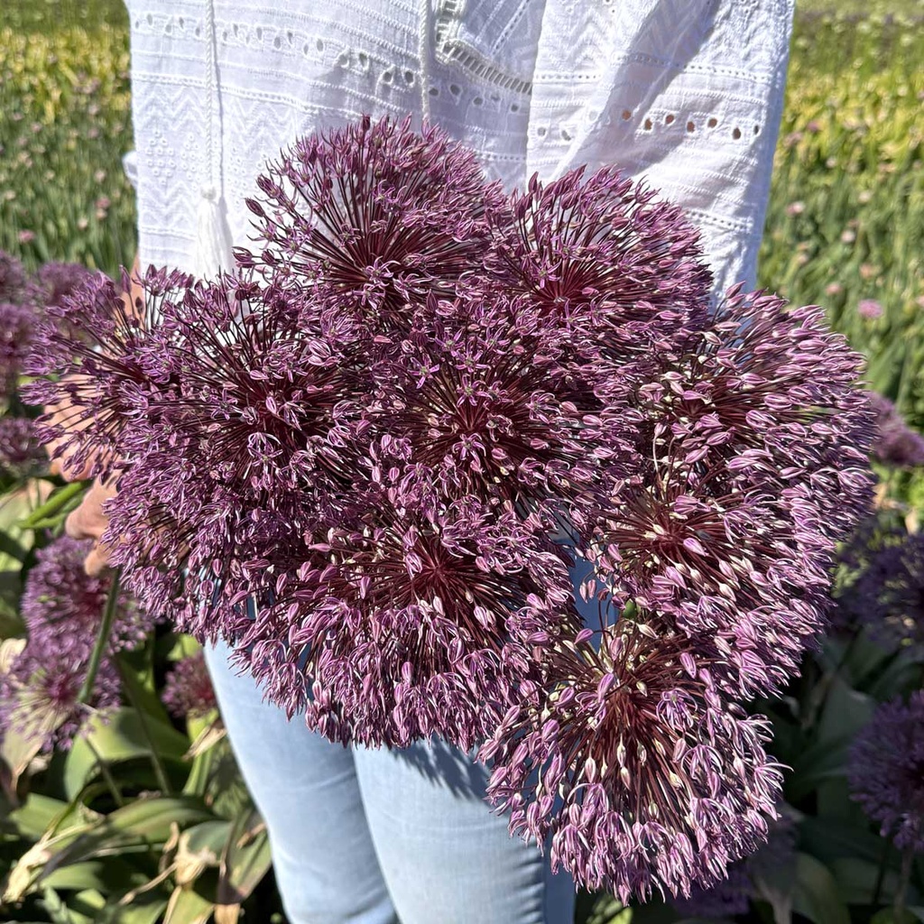 Allium Nevskianum