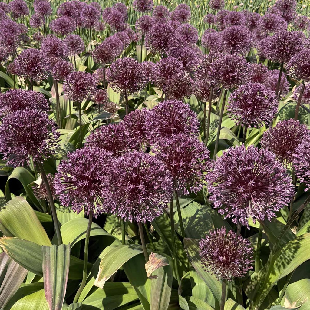 Allium Nevskianum