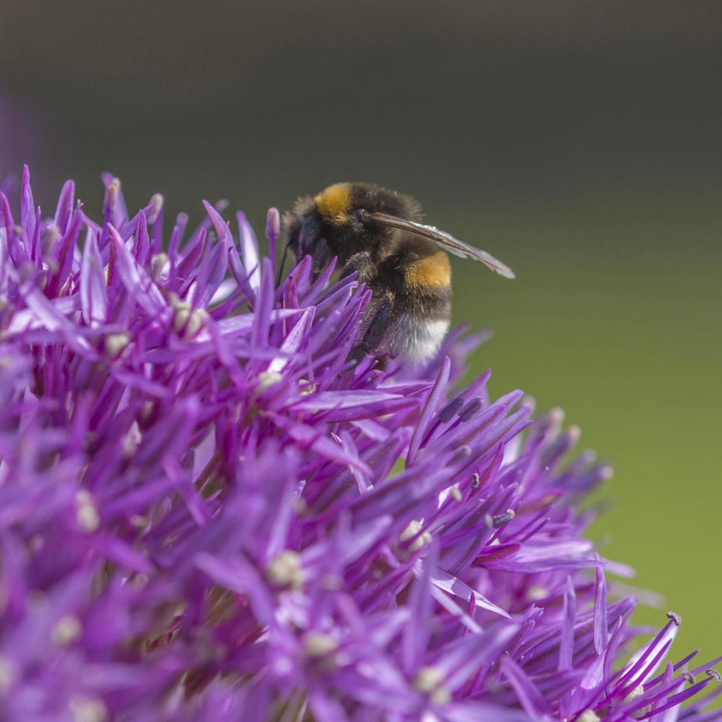 Allium Globemaster