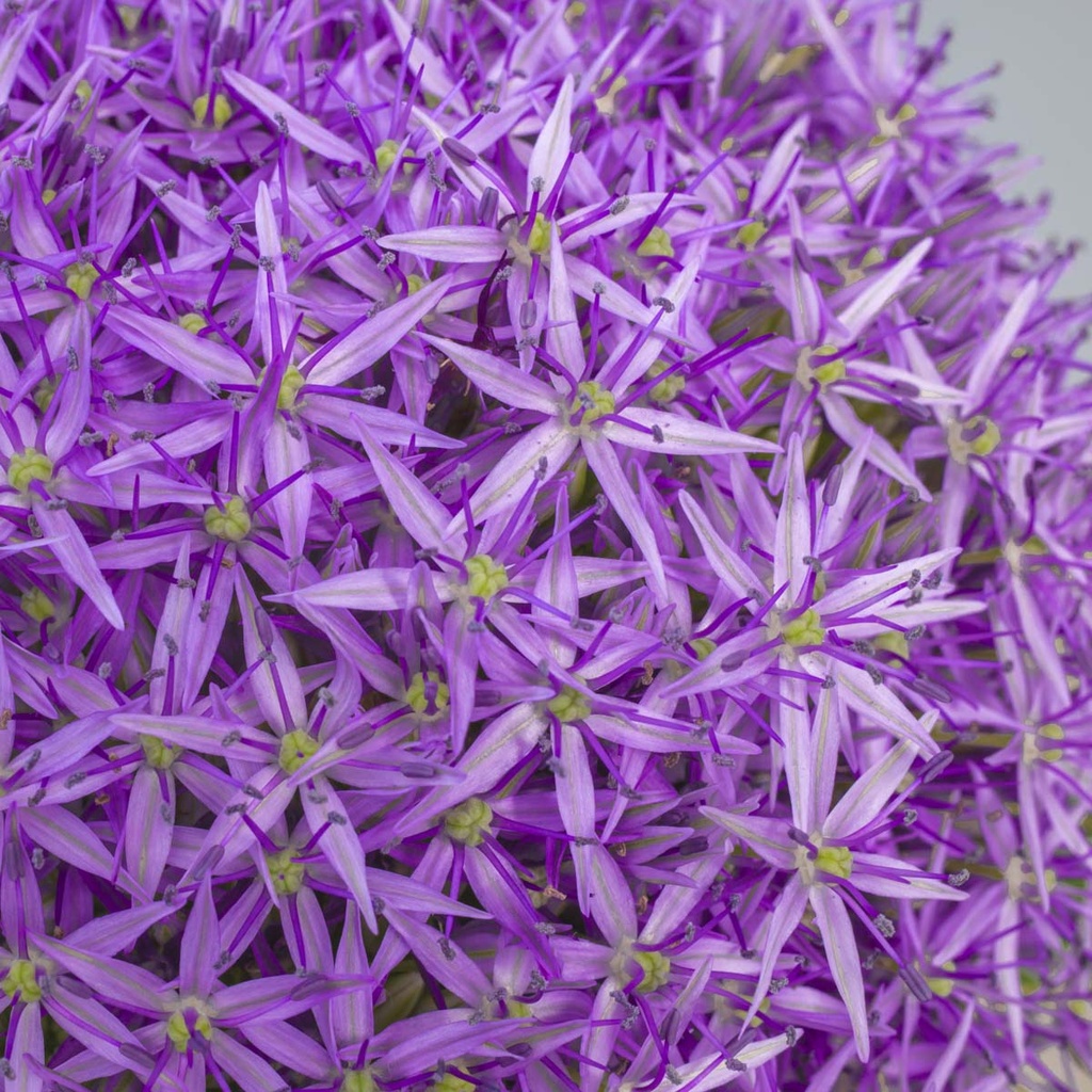 Allium Globemaster