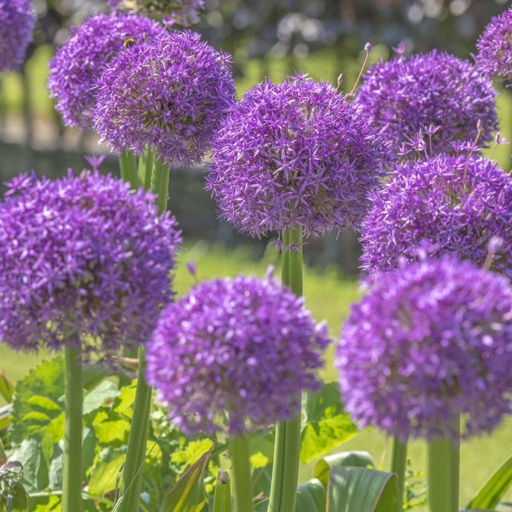Allium Globemaster