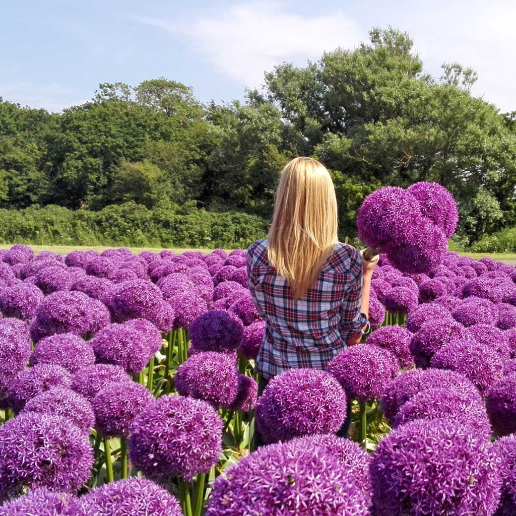 Allium Globemaster