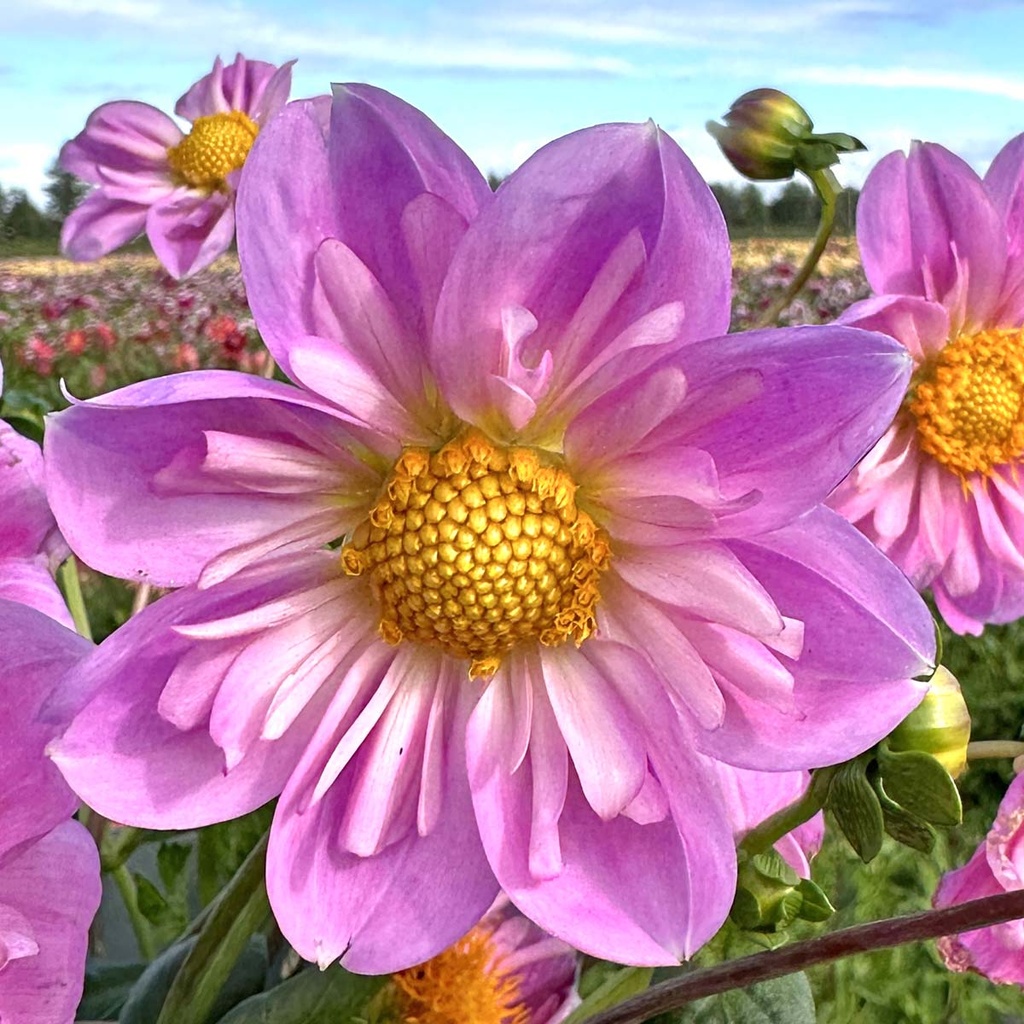 Rosy Wings