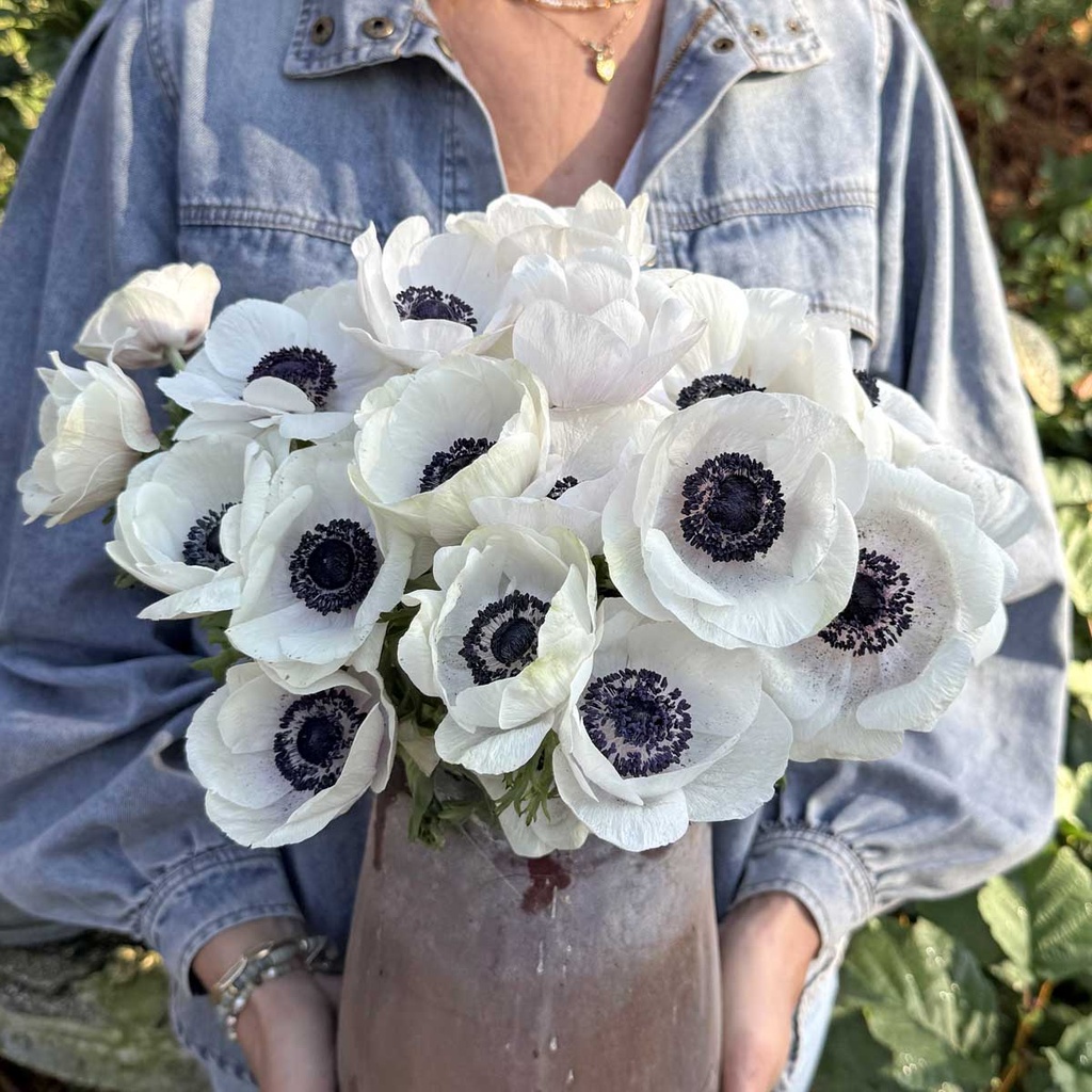 Anemone Mistral Plus Panda Bianco®