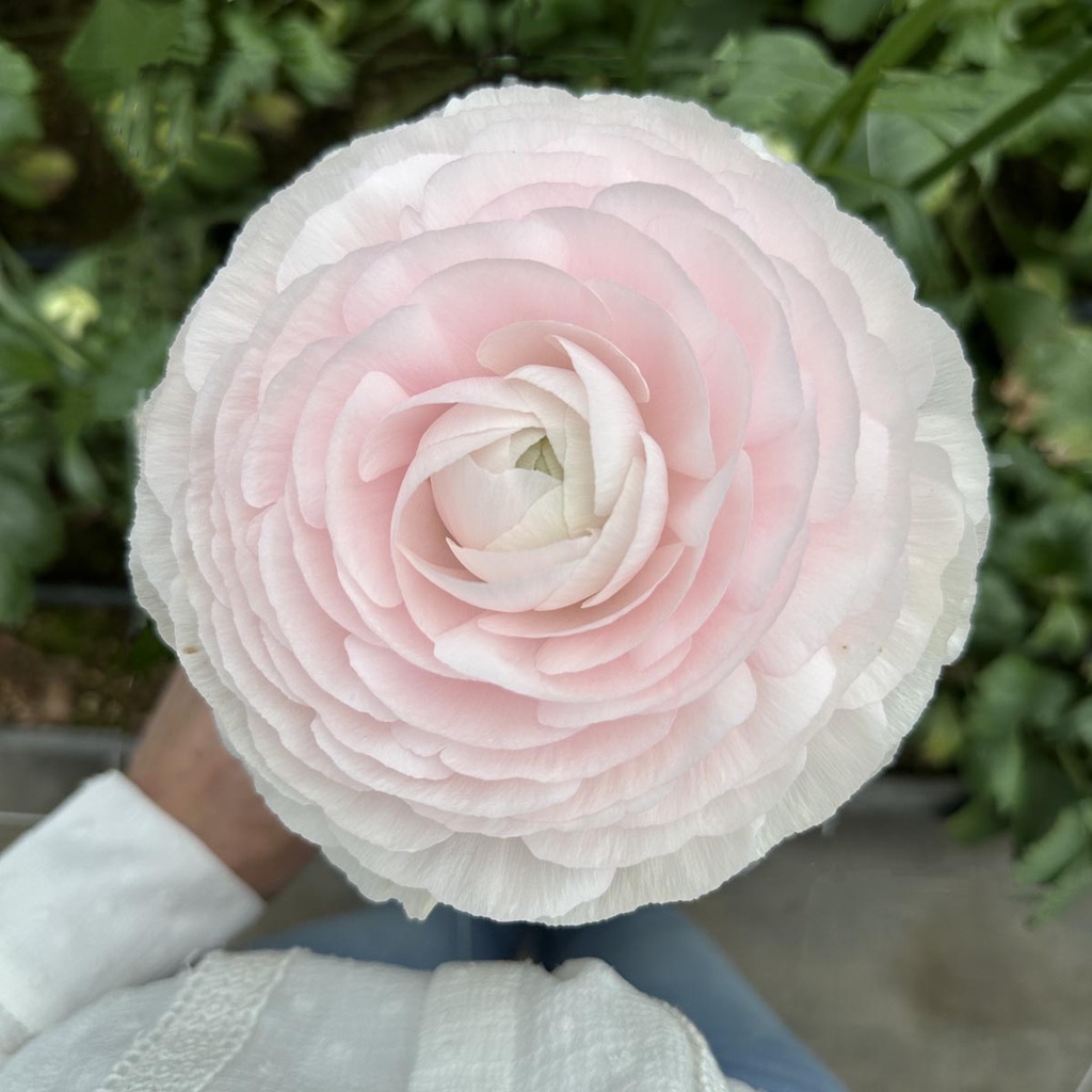 Ranonkels Cloni Succes Lady®