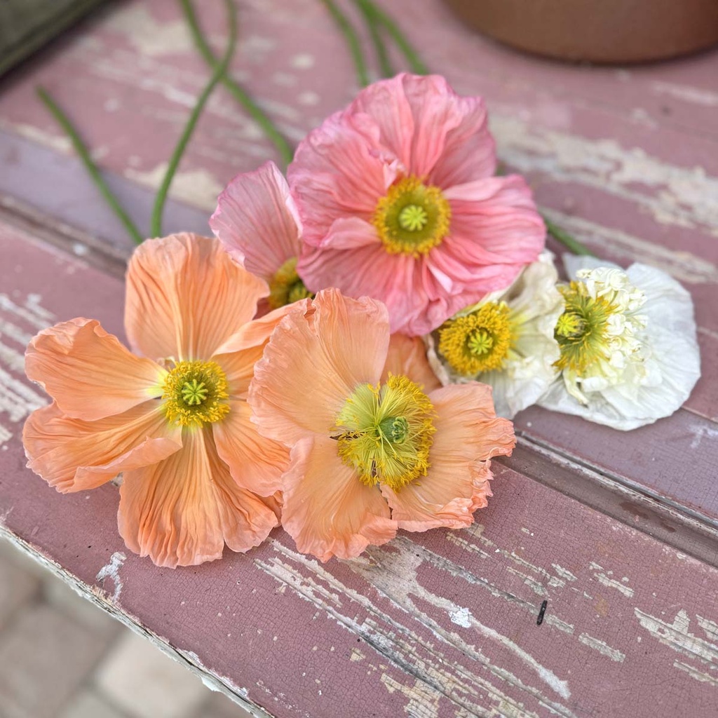 Iceland Poppy (1.000x) Colibri Sherbet Mix