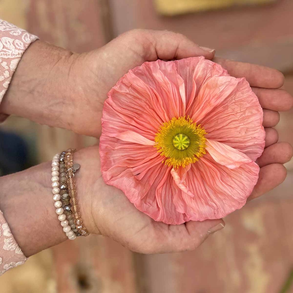 Iceland Poppy (1.000x) Colibri Sherbet Mix