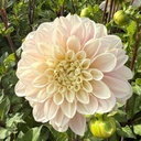 Sweet Nathalie