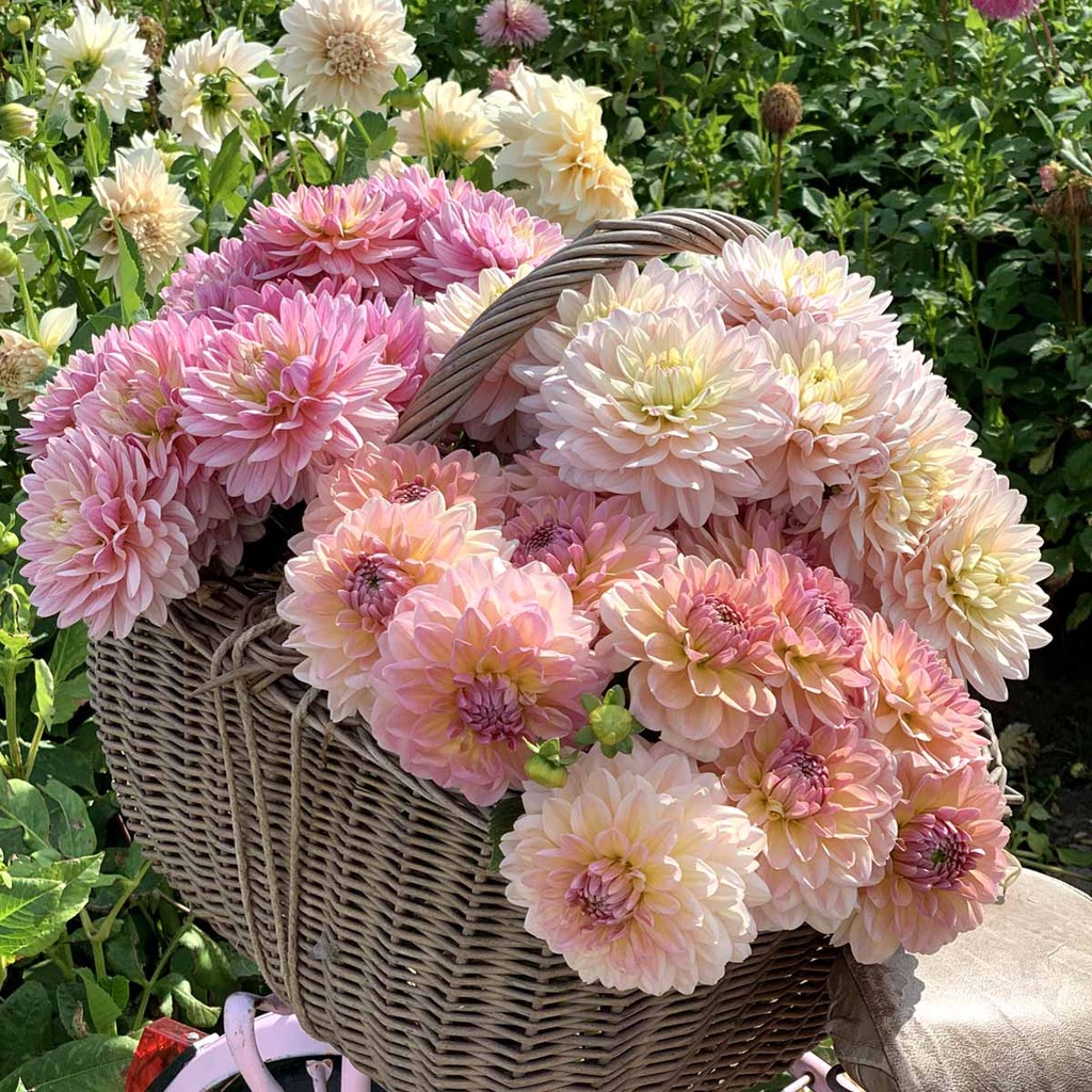 Mix Pastel