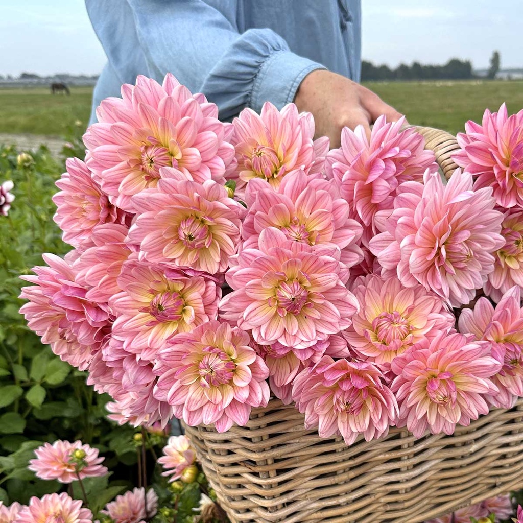 Pink Magic