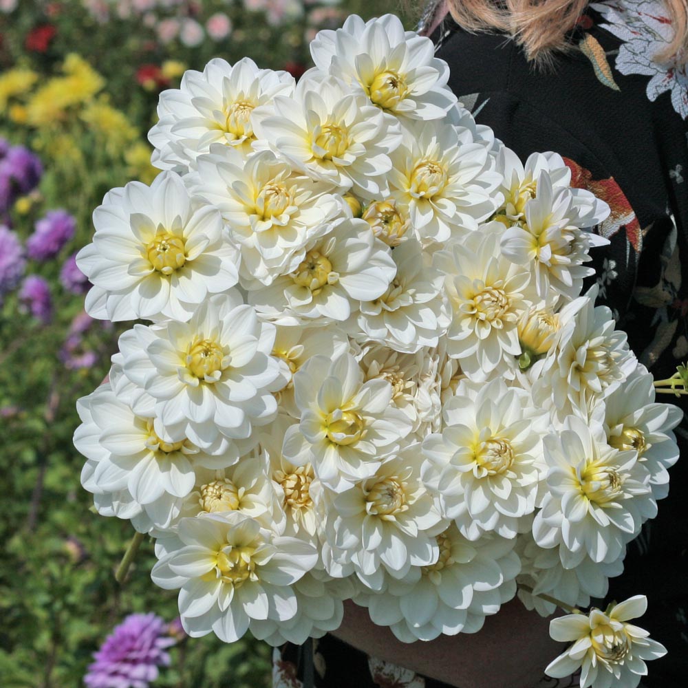 White Onesta