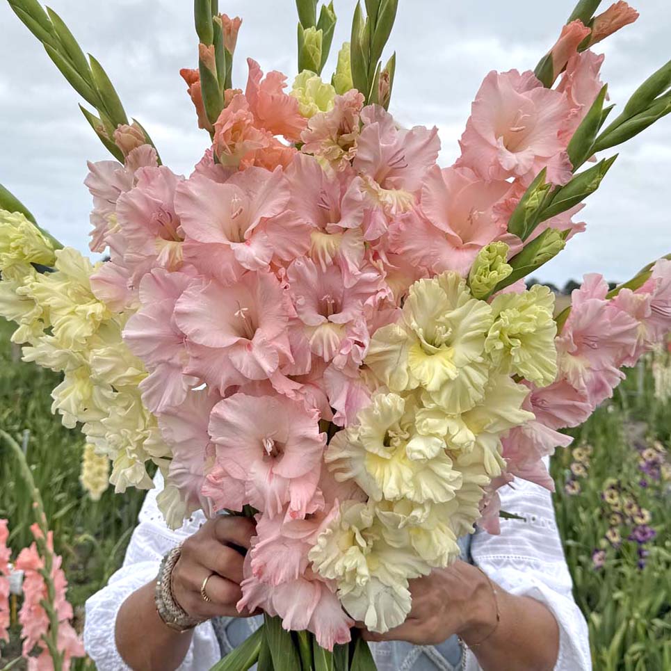 Mix Pastel Breeze