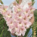 Pink Lightning
