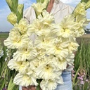 Sweet Chrystal