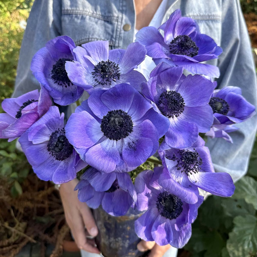 Anemone Mistral Plus Blu