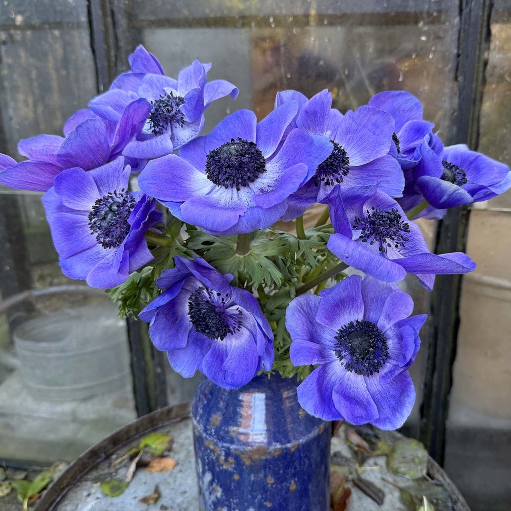 Anemone Mistral Plus Blu