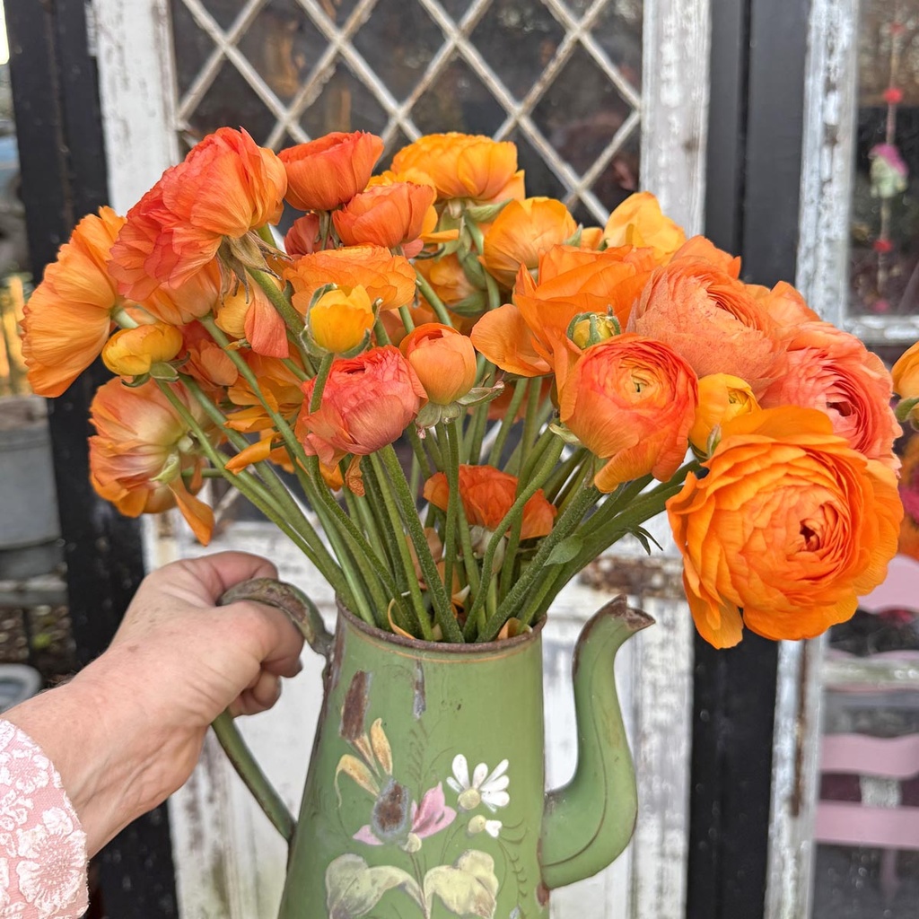Ranonkels Elegance Clementine 