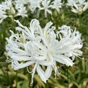Nerine Like a Virgin