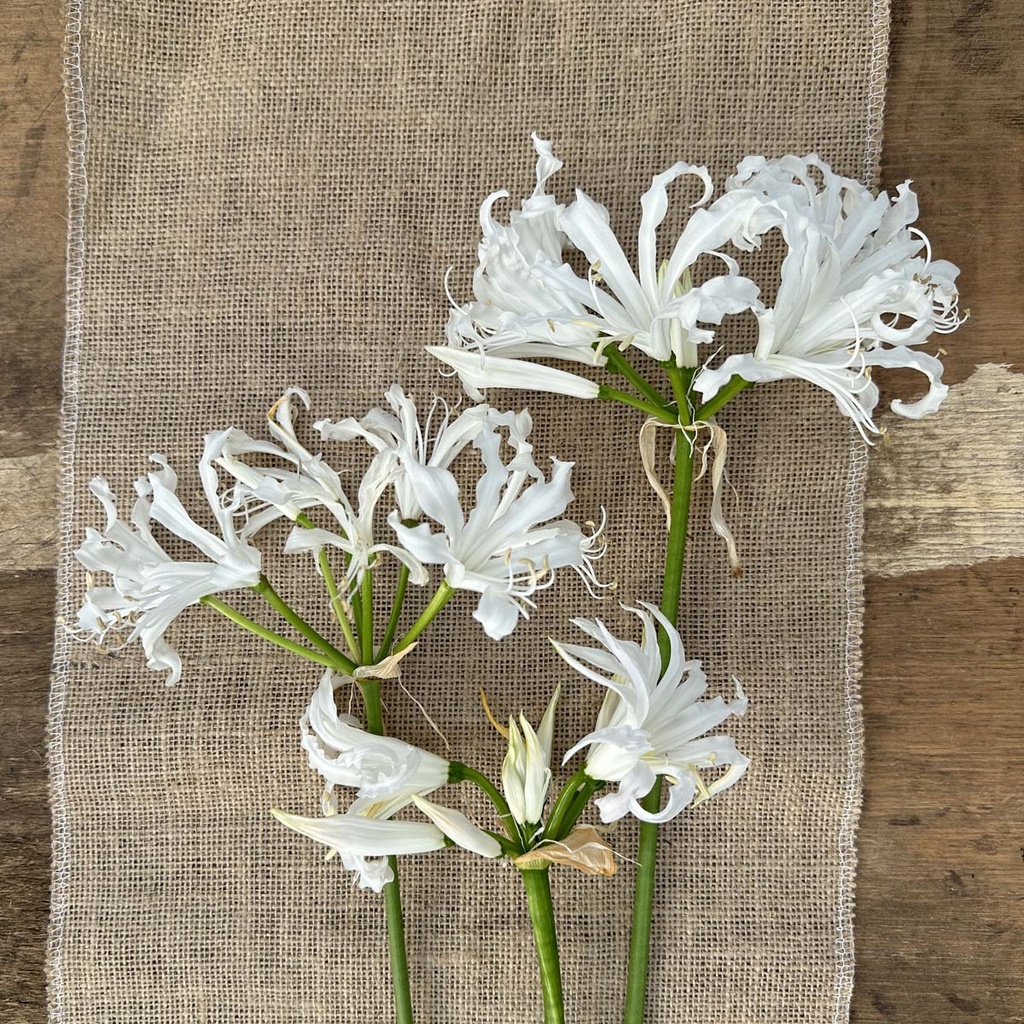 Nerine Like a Virgin