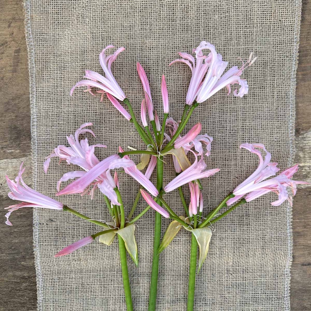 Nerine Vesta K