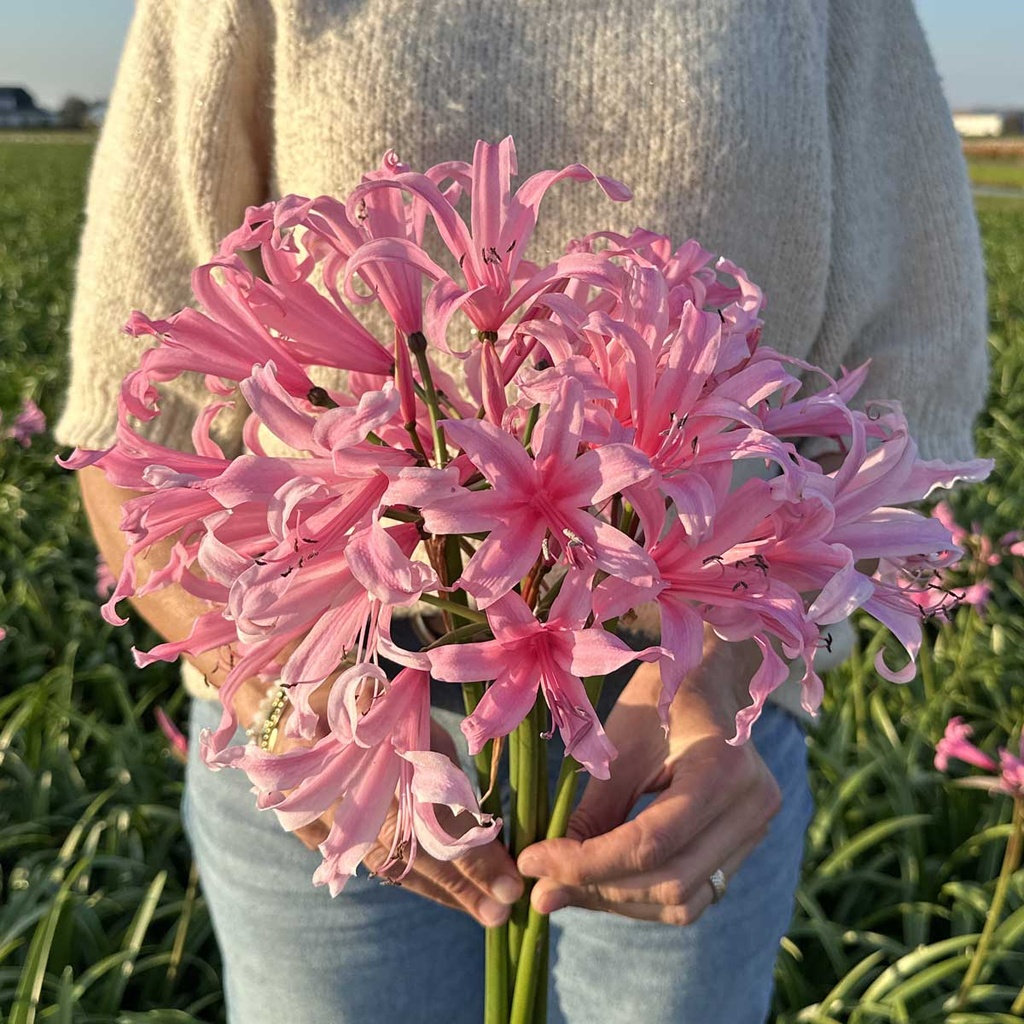 Nerine Amandi