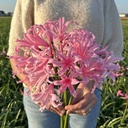 Nerine Amandi