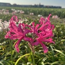 Nerine Bowdenii