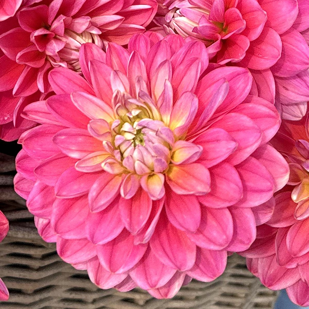 Melody Pink Allegro