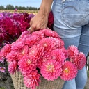 Melody Pink Allegro